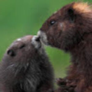 Meet your Posher, Phoebe